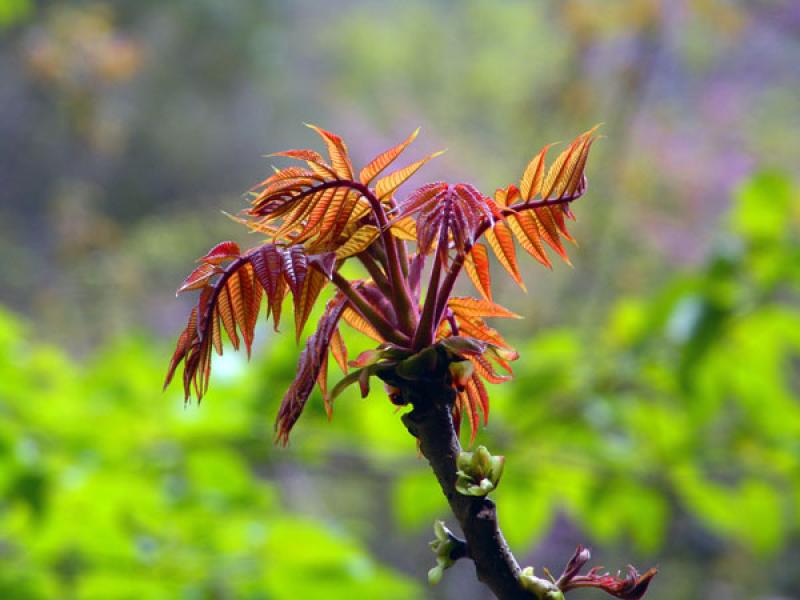 优厨联盟，开始用另一种方式对你的胃口下手！！