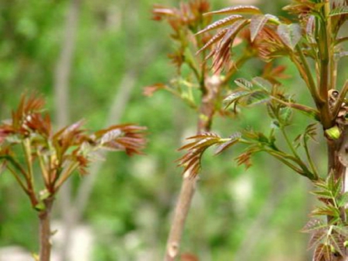 春季养生野菜你知道哪些？